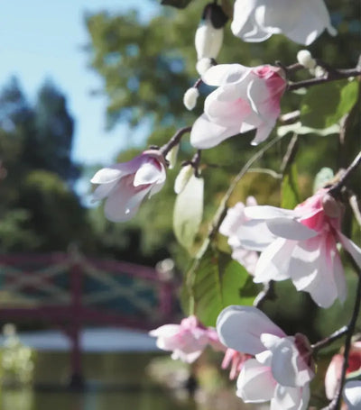 Replica Springtime In A Park Eau de Toilette Maison Margiela